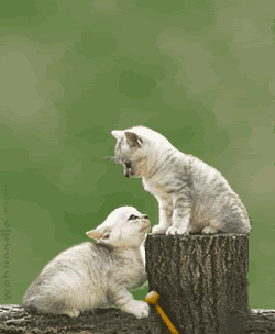 cats-6.gif