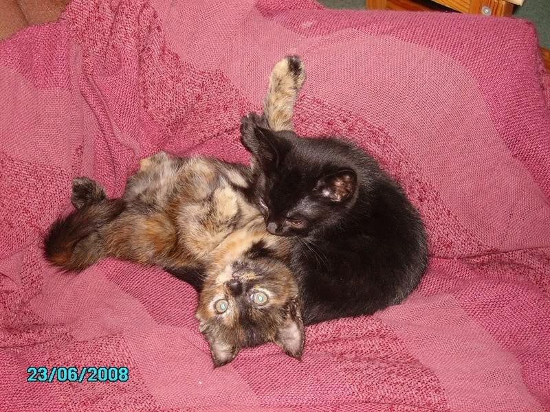 cats-7.jpg