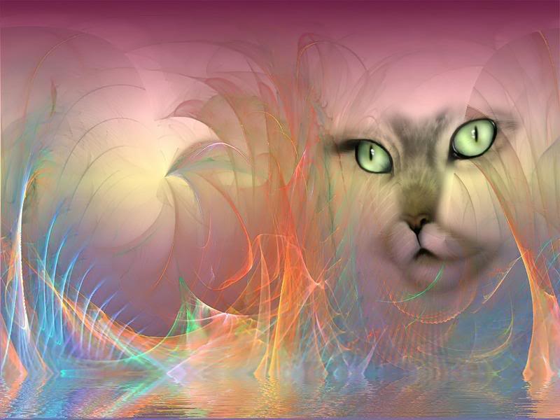 cats-8.jpg