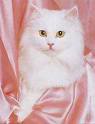 cats-9.jpg