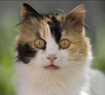 cats-calico-lots-white-med.jpg