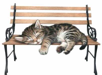 cats-kittens-1084.jpg