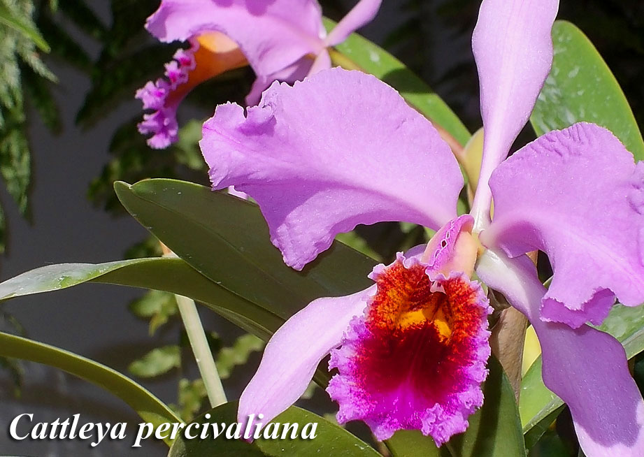 Catt_percivall06_LR2.jpg