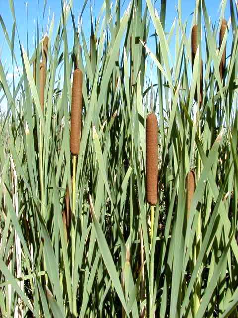 cattail1.jpg