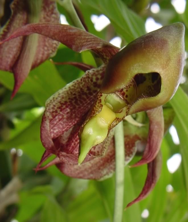 Cattasetum_maculatum.jpg