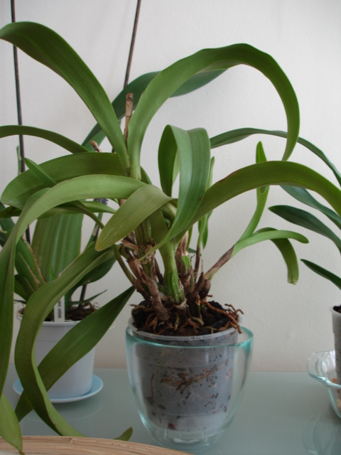 Cattleya 02.JPG