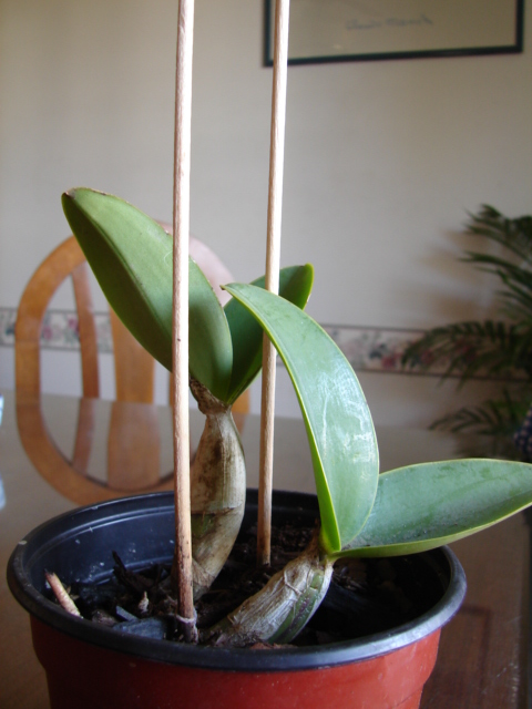 Cattleya%202%7E0.JPG