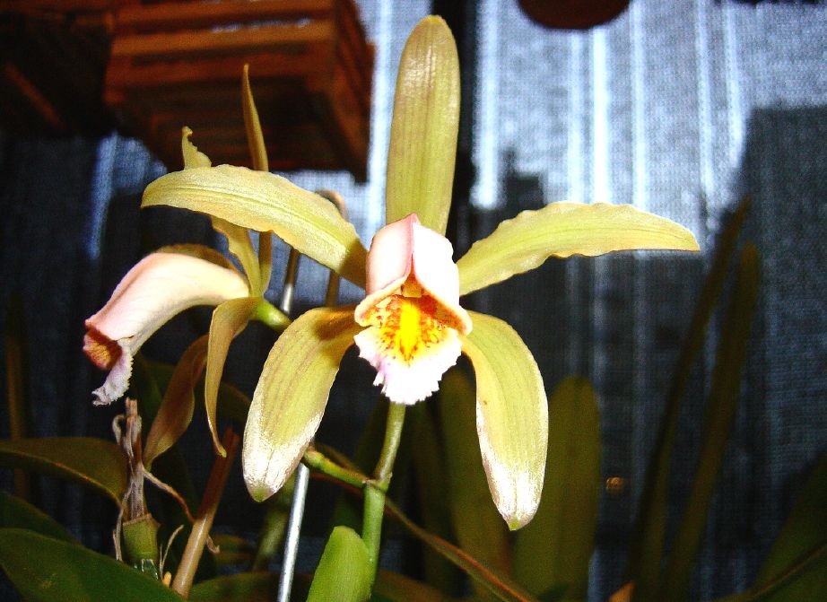 cattleya%20forbesii.jpg