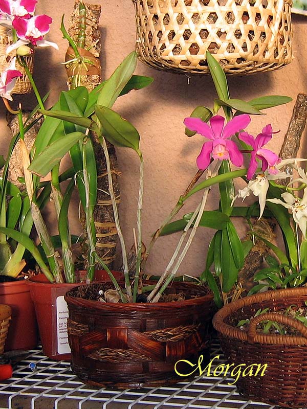Cattleya%20harrisoniae%2001.jpg