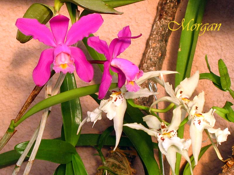 Cattleya%20harrisoniae%2003.jpg