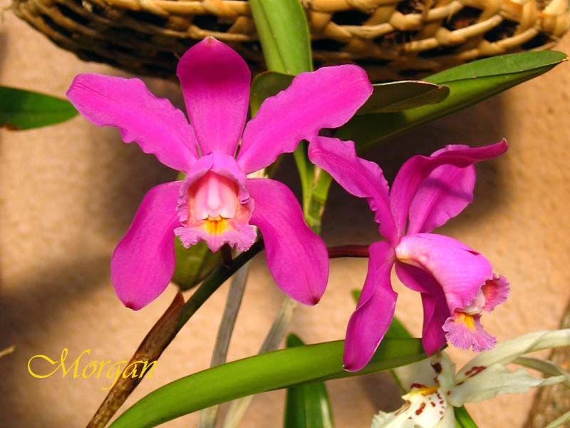 Cattleya%20harrisoniae%2004.jpg
