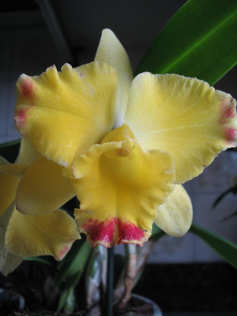 cattleya%20horia.jpg