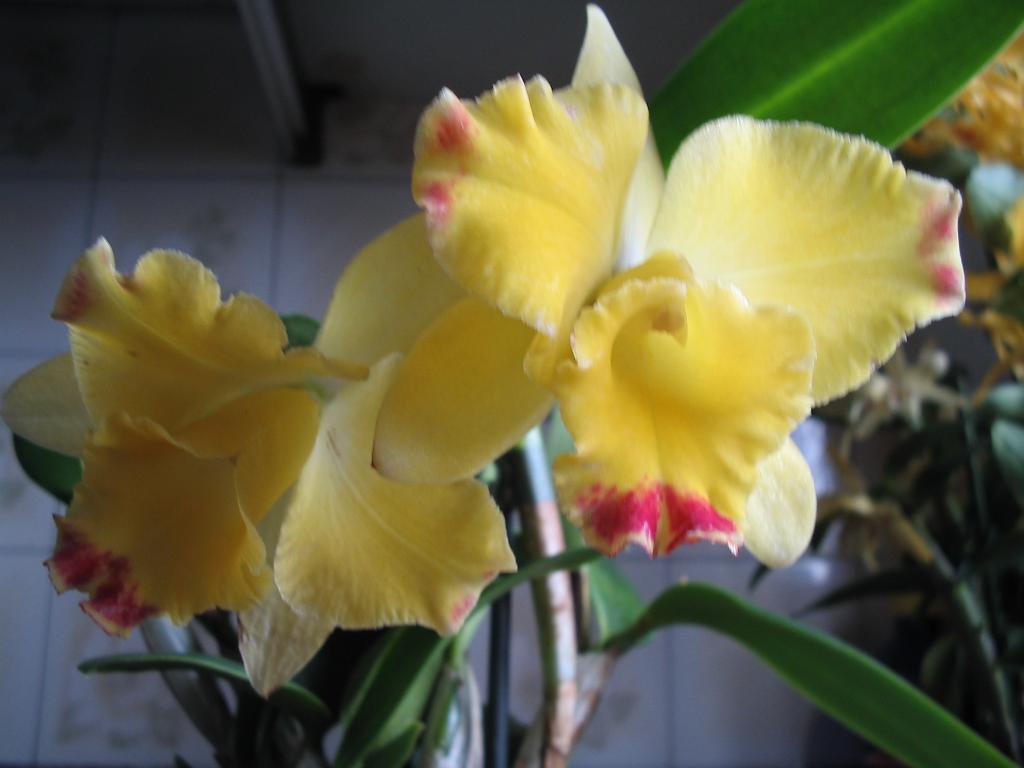 cattleya%20horia2.jpg