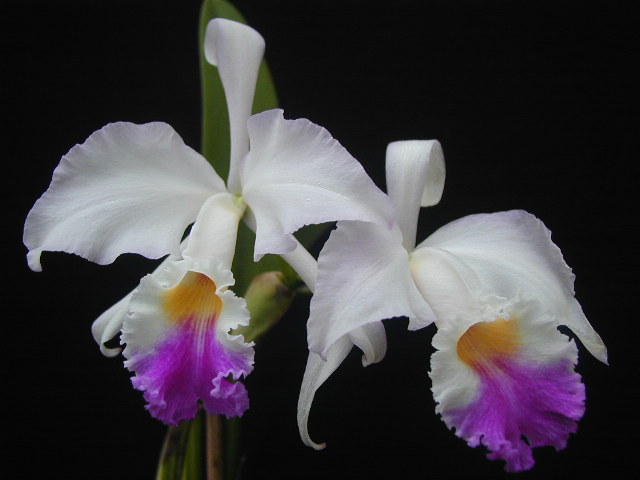 cattleya%20mendelii%2005.jpg