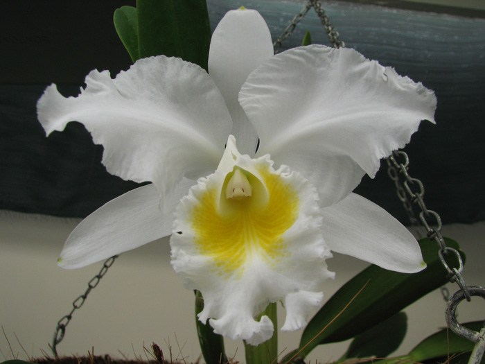 Cattleya Hibrido [Floracion Anterior] II.jpg
