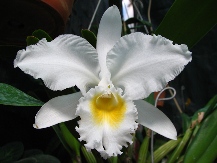 Cattleya-Hibrido.jpg