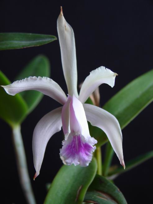 Cattleya.JPG