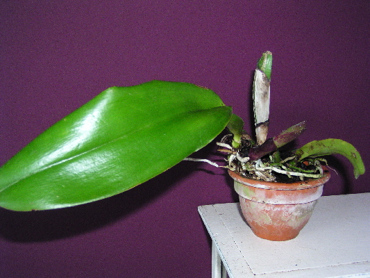 CATTLEYA.jpg