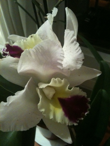 cattleya.jpg