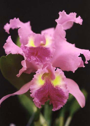 Cattleya.mossiae.jpg