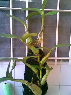 cattleya1_1.jpg