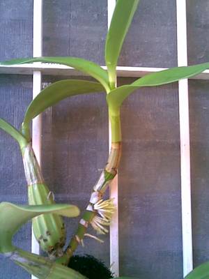 cattleya1_2.jpg