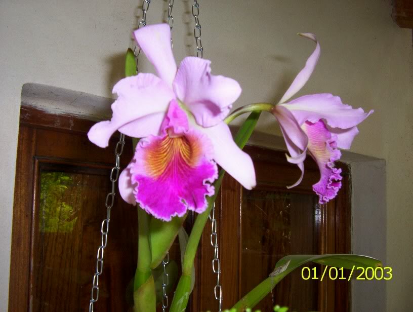 cattleya2.jpg