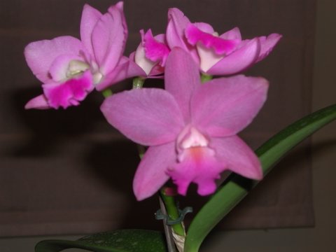Cattleya3.jpg