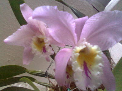 cattleya6.jpg