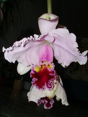 cattleya_hibrida.JPG