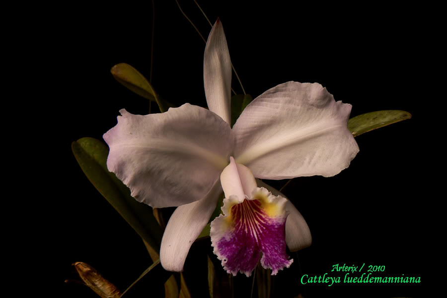 cattleya_lueddemanniana_001.jpg