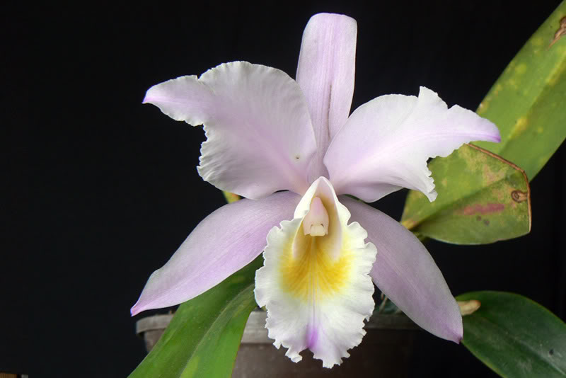 cattleya_noid_01.jpg