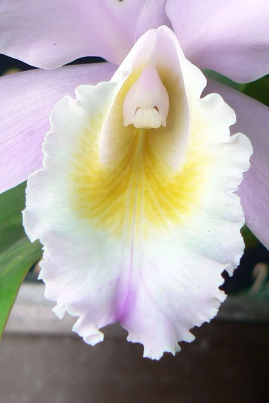 cattleya_noid_02.jpg