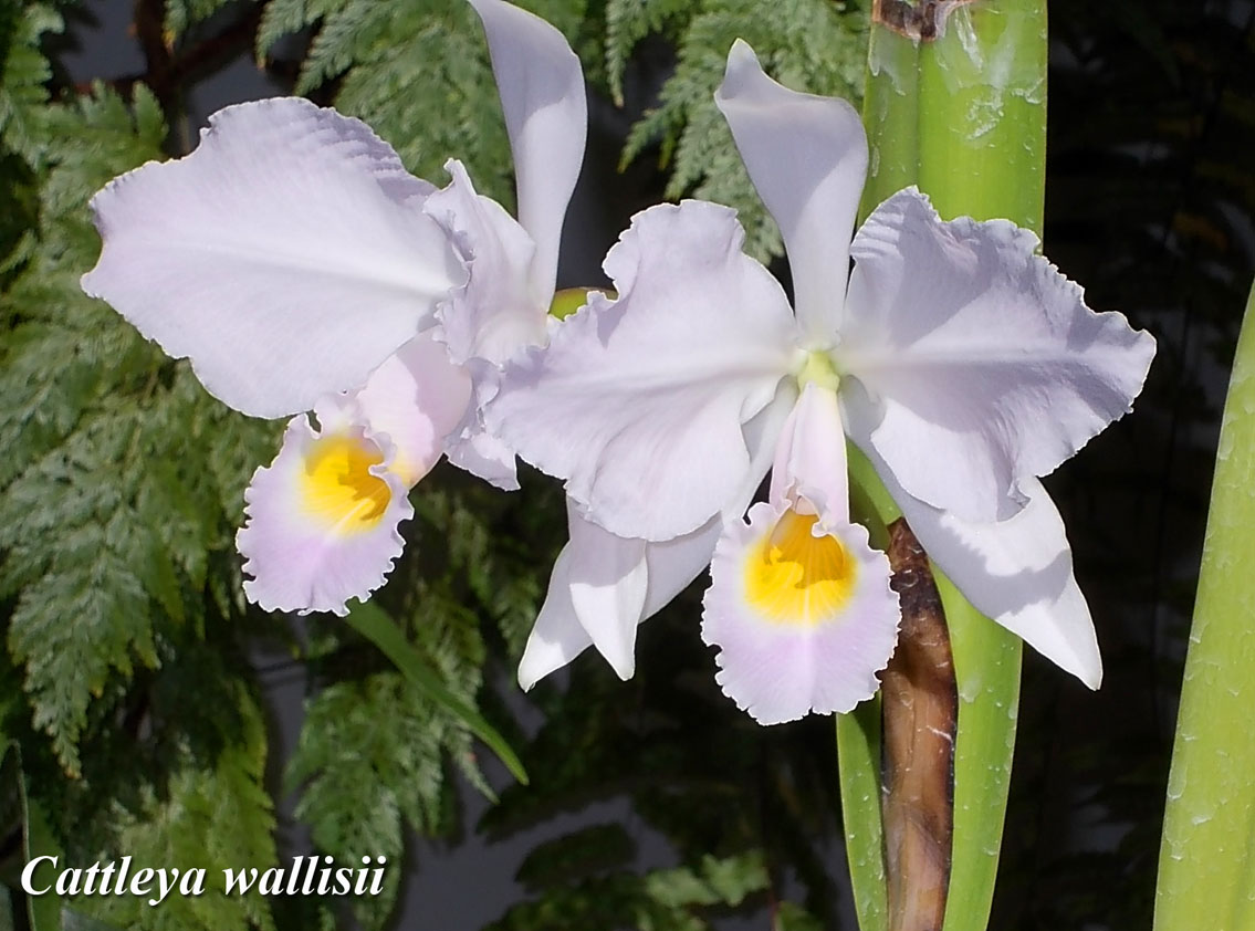 Cattleya_wallisii01_LR.jpg