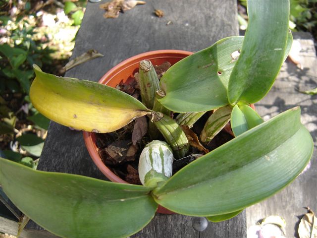 cattleyaenferma.jpg