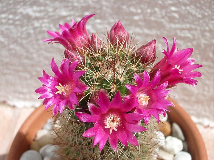 catus 2007 027.jpg