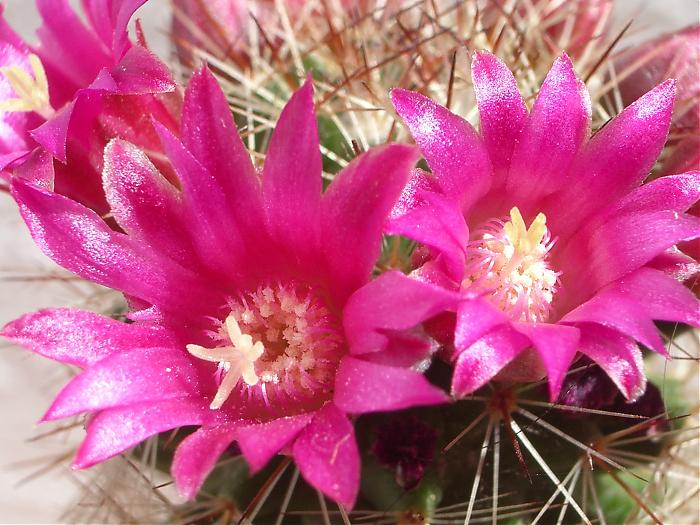 catus 2007 028.jpg