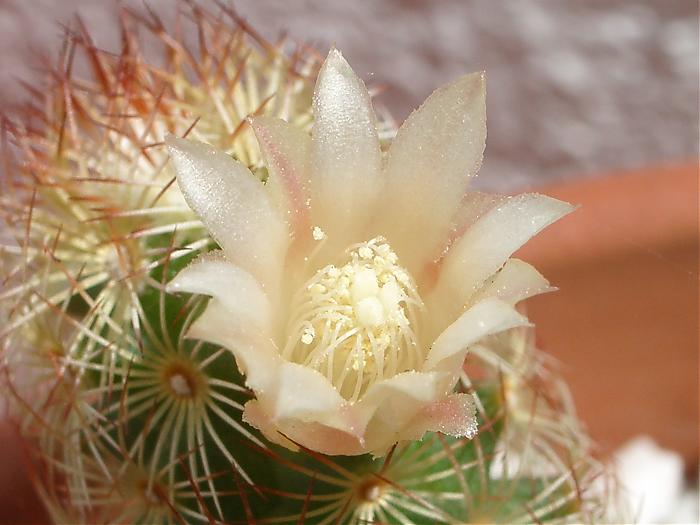 catus 2007 034.jpg