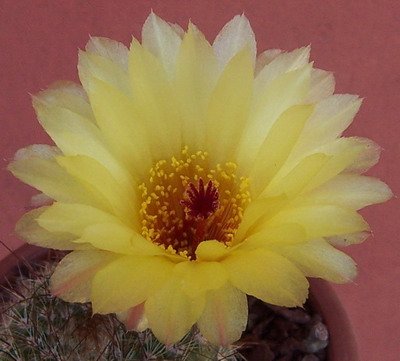 catusflor%20066.jpg