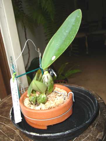 Catwalkeriana.jpg