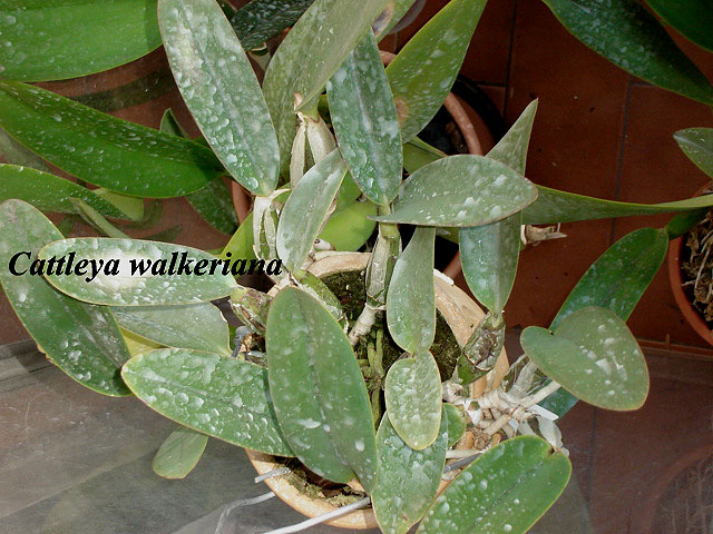 Catwalkeriana1.jpg