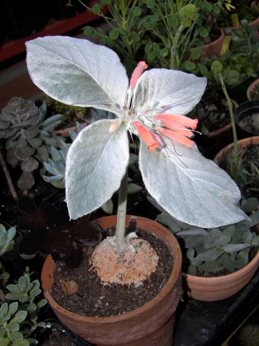 caudex1.jpg