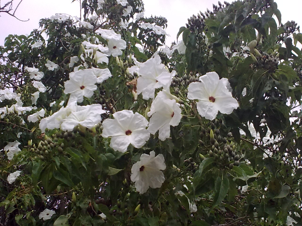 Cazahuate_flowers2.jpg