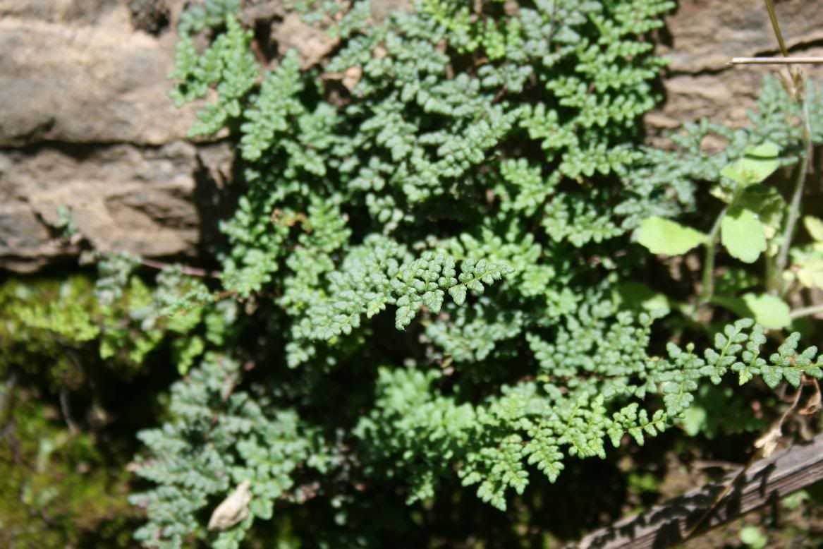 Cazalla029-1.jpg