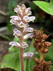 cb_Orobanche_amethystea.jpg