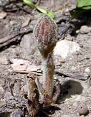 cb_Orobanche_bourgeon.jpg
