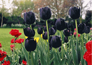 cbc-tulip-black.gif