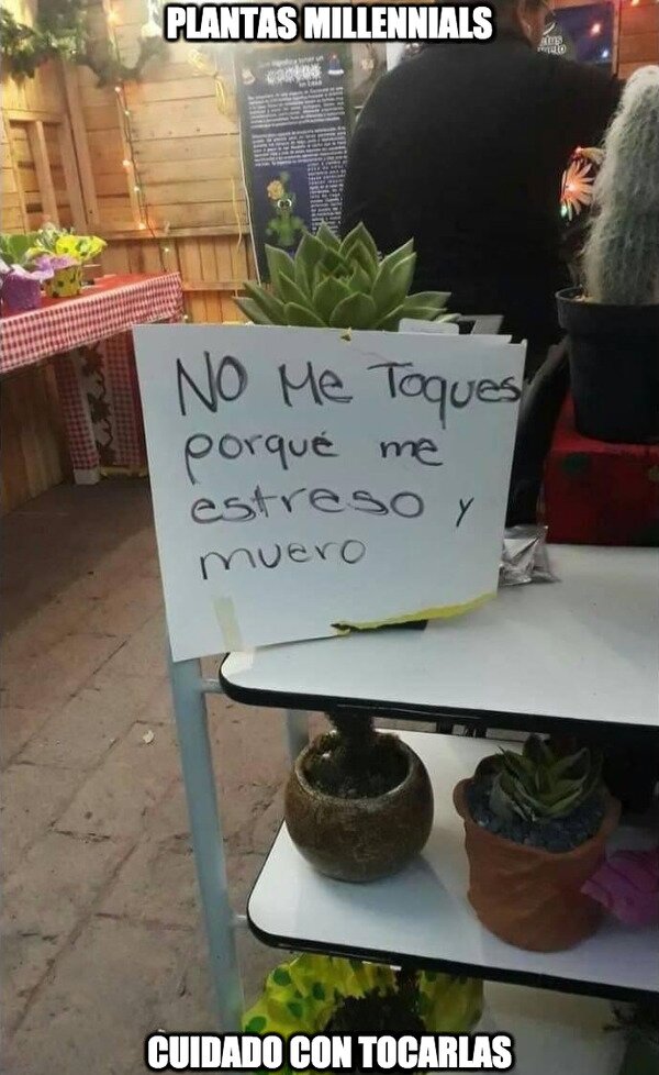 CC_2768589_12de69920cfd479a9b0f9e5cb139970b_meme_otros_plantas_millennial.jpg