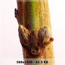 cca311cb007955299174d422c6b76fc0o.jpg