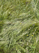 CCCD2-A33-A96-B-4-D9-C-9-A58-D3-B369-D50-B60.jpg